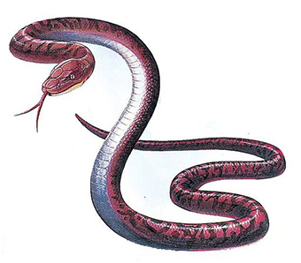 adder art