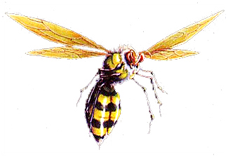 wasp art